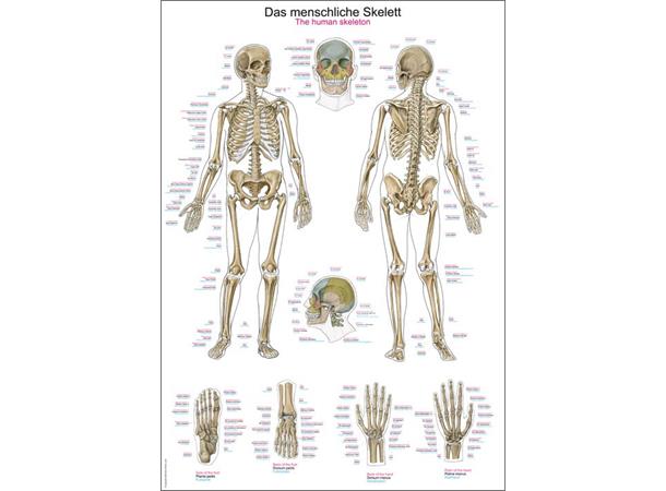 Plakat Human skeleton AL502